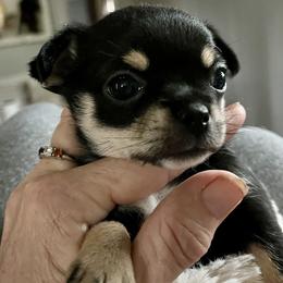 Juliet - Black and tan female Chihuahua puppy in Windsor, South Carolina from Gemstone Chihuahuas