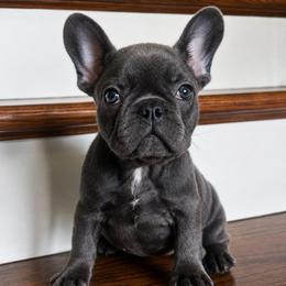 Alice - Blue female French Bulldog puppy in New Waverly, Texas from C.P. Puppy Buddies