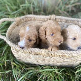 Australian Labradoodle Puppies from Salona- Australian Labradoodles of North America