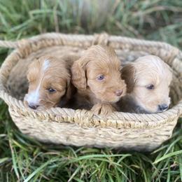 Australian Labradoodle Puppies from Salona- Australian Labradoodles of North America