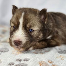 Sage - Red and white female Siberian Husky puppy in Buckeye, Arizona from Anime Huskies