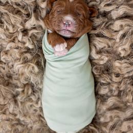 Australian Labradoodle Puppies from Swinging Gate Labradoodles