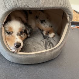 Australian Shepherd Puppies from Audacity Australian Shepherds
