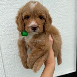 Boone - Apricot male Cavapoo puppy in Ville Platte, Louisiana from The Barkery