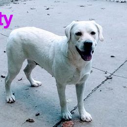 Misty - Labrador Retriever