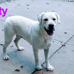 Misty - Labrador Retriever
