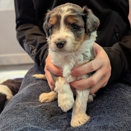 Girl 4 - female Aussiedoodle puppy in New Durham, New Hampshire from Ridgeview Aussiedoodles