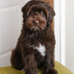 King Kandy - Chocolate male Australian Labradoodle puppy in Salem, Oregon from Hunterberry Hill Labradoodles