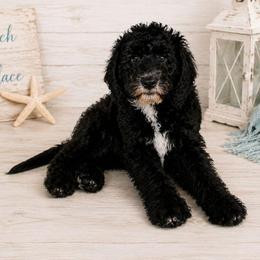 Harbour - Black male Double Doodle puppy in Whitsett, North Carolina from Rock Creek Doodles NC