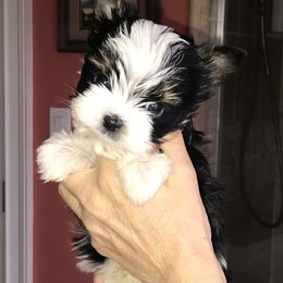 Biewer Terrier Puppies from LPC Biewer Terriers