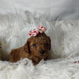 Ava OFA and CHIC sire - Red  female Poodle puppy in Westfield, North Carolina from Legacy Pets