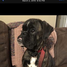 Boxer Puppies from Sand Creek Boxer Kennel