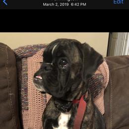 Boxer Puppies from Sand Creek Boxer Kennel