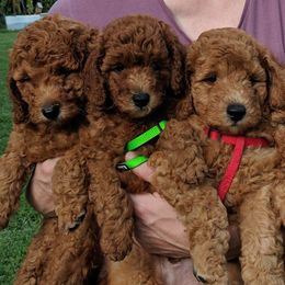 Poodles from Shades of Red Moyen Poodles
