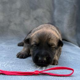 Cashew - Red sable female Belgian Malinois puppy in Sheridan, Arkansas from Dark Sky Kennels