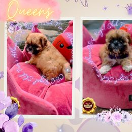 Shih Tzu Puppies from C&E Royal Shih Tzu