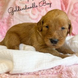 Pizazz - Red  male Goldendoodle puppy in Grove, Oklahoma from Guinn Family Farms