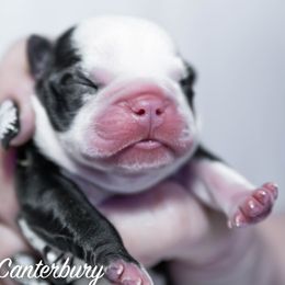 Boston Terrier Puppies from Canterbury Tails Boston Terriers