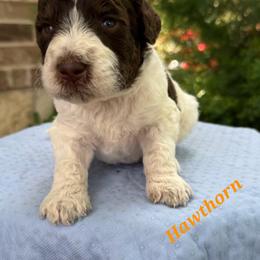 Hawthorn - Parti male Goldendoodle puppy in Pilot Point, Texas from K9 Sidekicks, LLC