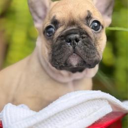 Blondie - Fawn female French Bulldog puppy in Ford City, Pennsylvania from DeWitt Frenchies