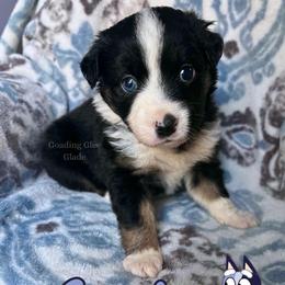 Socks - Black tri female Miniature American Shepherd puppy in Millington, Tennessee from Goading Glee Glade