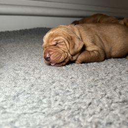 Girl 1 - Golden rust female Vizsla puppy in California from True Heritage Vizsla kennel