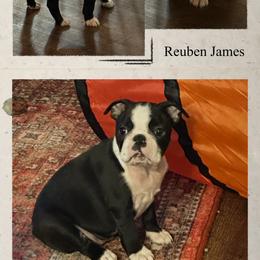 Reuben James - Seal and white male Boston Terrier puppy in Jacksonville, Florida from Trail’s End Boston Terriers