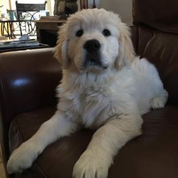 Golden Retriever Puppies from Fiddle In Gold Retrievers