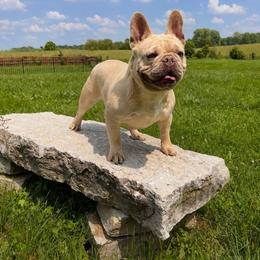 Austin - French Bulldog