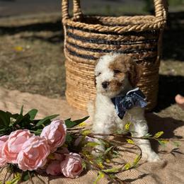 Pink collar girl - Parti female Goldendoodle puppy in Spokane, Washington from Beloved_doodles_WA