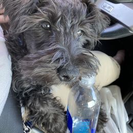 Miniature Schnauzer Puppies from Shadow River Schnauzers