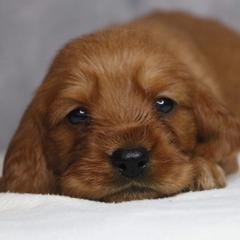 Basset Fauve de Bretagne and German Wirehaired Pointer Puppies from Afterhours German Wirehaired Pointers and Basset Fauve de Bretagne