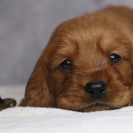 Basset Fauve de Bretagne and German Wirehaired Pointer Puppies from Afterhours German Wirehaired Pointers and Basset Fauve de Bretagne