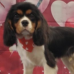 Cavalier King Charles Spaniels from Pitt Parade Cavalier's