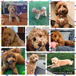 Bernedoodle and Goldendoodle Puppies from I Dream of Doodles