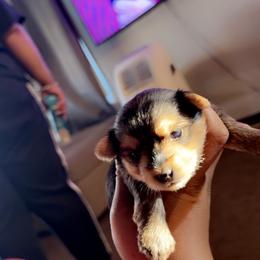 Poodle and Yorkipoo Puppies from Bella Dreamss LLC
