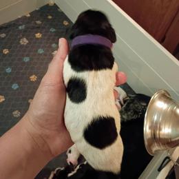 Girl 2 purple - Black and white female German Shorthaired Pointer puppy in Riverdale, Michigan from Ninemire Farm
