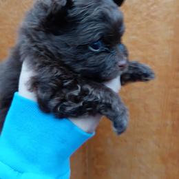 Pixie pup 1 - Chocolate male Pomeranian puppy in Carrollton, Georgia from B AND R'S POMERANIAN'S