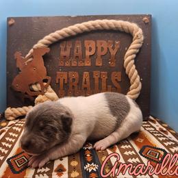Amarillo - White and blue female Rat Terrier puppy in Lynn, Alabama from Cryptic Rat Terriers