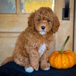 Pink Girl 3500 includesUSdelivery - Red  female Goldendoodle puppy in Mayfield, Utah from Ruff Country Doodles