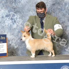 Miniature American Shepherd and Portuguese Podengo Pequeno All Grown Up from Kaprikorn