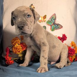 Phantom - Merle male Great Dane puppy in Bay City, Michigan from Monarch Danes