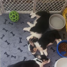 Pembroke Welsh Corgi Puppies from Dellinger's Corgi's
