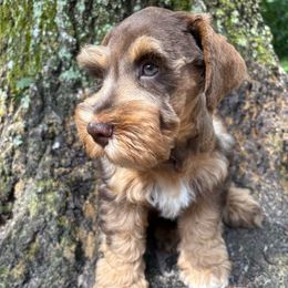 Saint - Salt and pepper male Miniature Schnauzer puppy in Oviedo, Florida from Tamed by Emmy (Emariella’s Miniature Schnauzers)