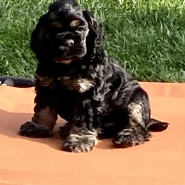 Cocker Spaniel Puppies from Doc's Cockers