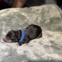 Rocky road - Merle male Whoodle puppy in Gladewater, Texas from Kalin’s K9s