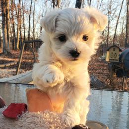 Clarice - Cream female Maltipoo puppy in Cabool, Missouri from Long View Family Maltipoos
