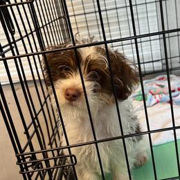 Chocolate caramel kisses - Chocolate, tan and white male Yorkshire Terrier puppy in Sacramento County, California from WiseGuys Love Yorkies