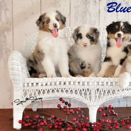 Miniature Australian Shepherd Puppies from Spur Strap Miniature Australian Shepherds