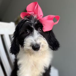 Anita - Black and white female Sheepadoodle puppy in Marion, Ohio from Doodles & Doxies